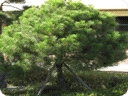 나무 : 소나무